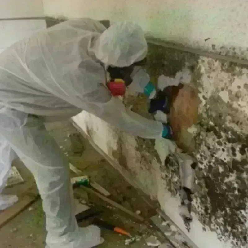 Mold Remediation and Removal in Archer County, TX